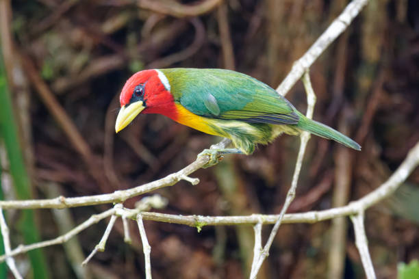 istock Red-headed Barbet male 1390934775