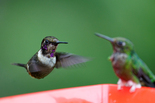 amazing Hummingbirds  near Cali, Colombia
