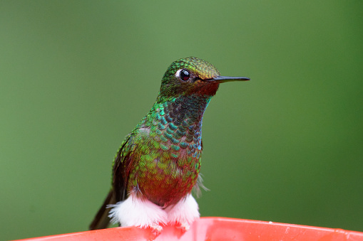 amazing Hummingbirds  near Cali, Colombia