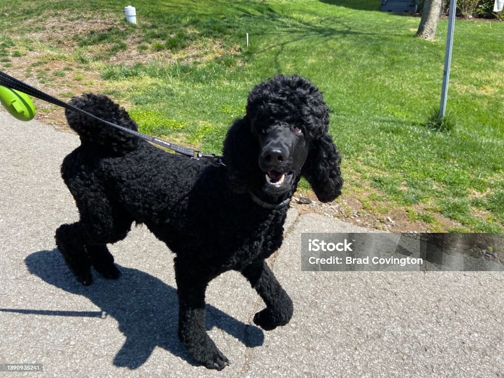 Happy Poodle on a walk Standard Poodle Stock Photo
