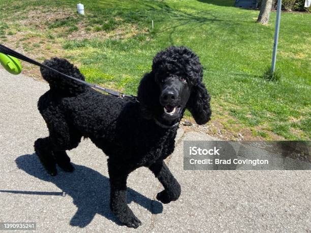 Happy Poodle On A Walk Stock Photo - Download Image Now - Standard Poodle, Poodle, Domestic Life