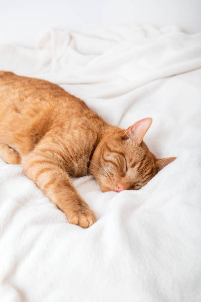 istock Cute ginger cat sleeps on the bed 1390935242
