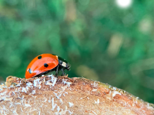 istock Defocused nature background with bright Ladybug on a wooden stump. Close up image. Soft focus dreamy image. Beauty of nature concept. Card, notebook cover 1390935889