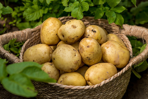 potatoes in wooden crate on table with green field on background