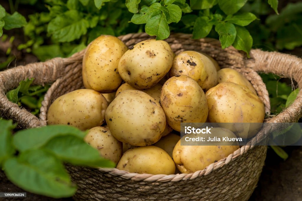 The concept of growing food. Fresh organic new potatoes in a farmer's field. A rich harvest of tubers in a wicker basket. The concept of growing vegetables in the garden. Harvesting. Fresh new potatoes. Prepared Potato Stock Photo