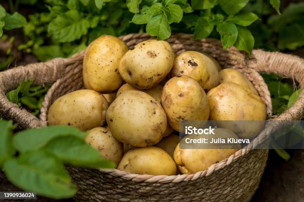 The Concept Of Growing Food Fresh Organic New Potatoes In A Farmers Field A Rich Harvest Of Tubers In A Wicker Basket Stock Photo - Download Image Now