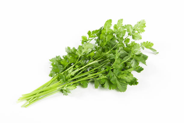 istock coriander or Chinese parsley isolated on white background 1390936937