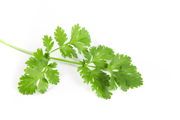 istock coriander or Chinese parsley isolated on white background 1390936948
