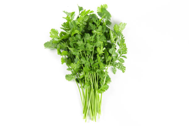 istock coriander or Chinese parsley isolated on white background 1390937104