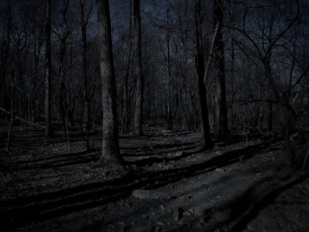 istock Moonlight Cutting through the Dark Woods 1390938395