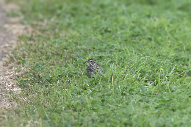 savannah sparrow (passerculus sandwichensis) perching in some grass - passerculus sandwichensis imagens e fotografias de stock
