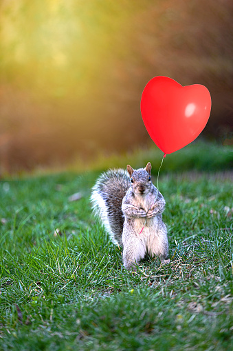 Squirrel holding a heart balloon