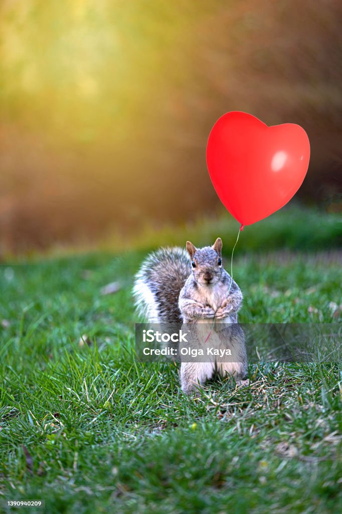 Squirrel and love Squirrel holding a heart balloon Animal Stock Photo