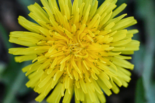 Blossoming dandelion close-up