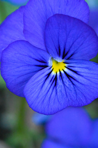 Purple pansy flowers close up