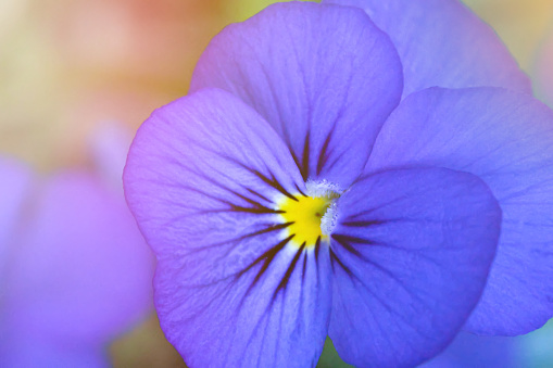 Close up of a purple pansy flower