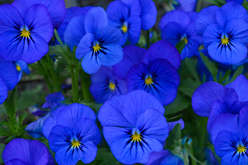 Purple pansy flowers close up