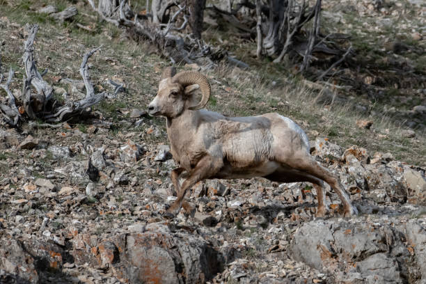 big horn ram (pecore) che corre e salta per spostarsi su una ripida scogliera - montana bighorn sheep steep horned foto e immagini stock