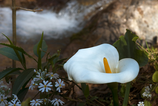 Image of a Zantedeschia aethiopica surrounded by some primulas, the unfocused river is seen behind