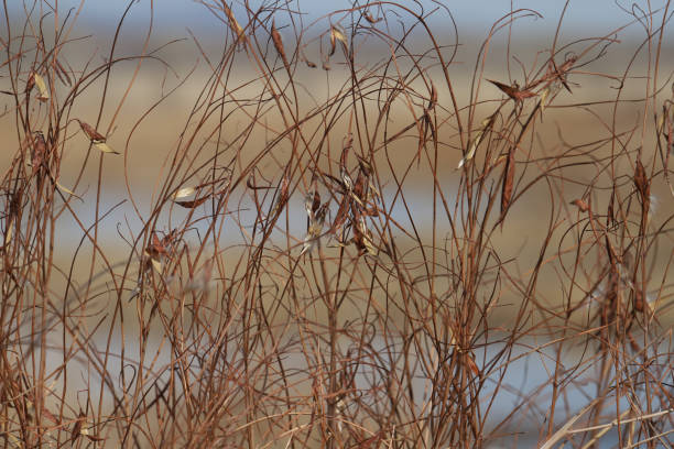 istock Red vine with leaves and pods 1390943118