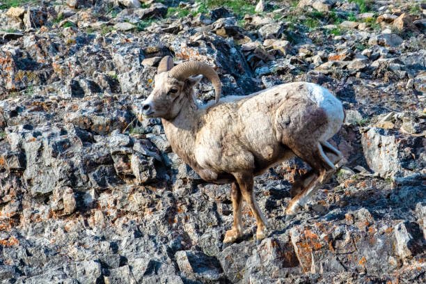 big horn ram (pecore) che corre e salta per spostarsi su una ripida scogliera - montana bighorn sheep steep horned foto e immagini stock