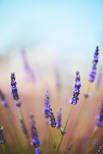 Delicate lavender flowers used in aromatherapy growing in warm sunshine