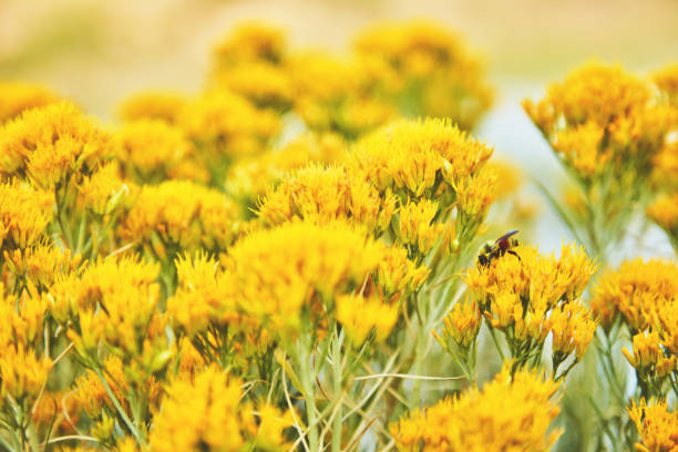 Bright yellow gorse plants growing wild in summer with a bee pollinating