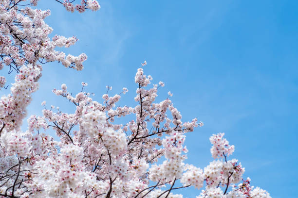 istock A row of cherry blossom trees in full bloom and a blue sky 1390947656