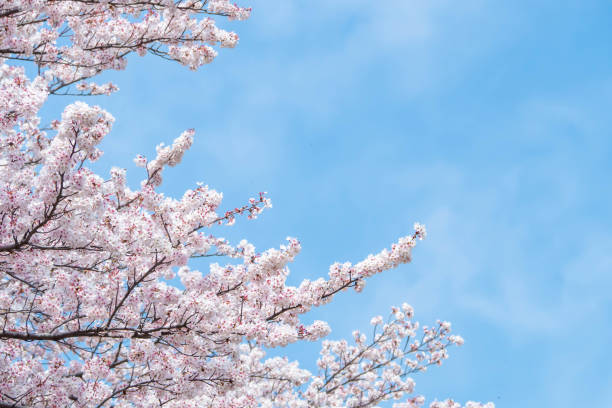 istock A row of cherry blossom trees in full bloom and a blue sky 1390947849