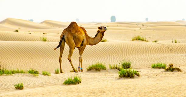 cammello nel deserto vicino a dubai - cammello foto e immagini stock