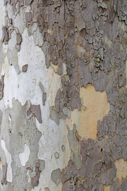 istock Sycamore Tree at Alley Park (City park in Lancaster Ohio) 1390949359