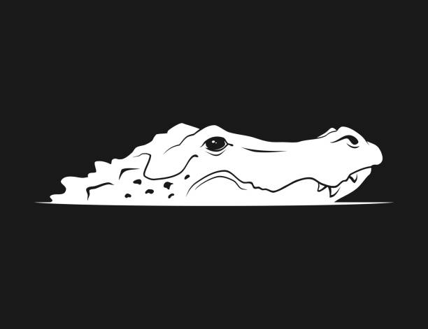 illustrations, cliparts, dessins animés et icônes de silhouette de tête d’alligator émergeant de l’eau - caïman