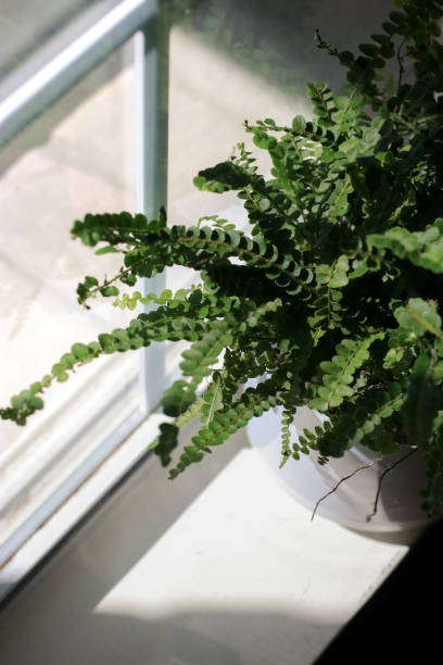 istock fern plant in white pot on window sill 1390953161