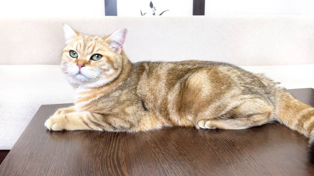Ginger cat lying on brown table in white room. Red British Chinchilla cat. stock photo