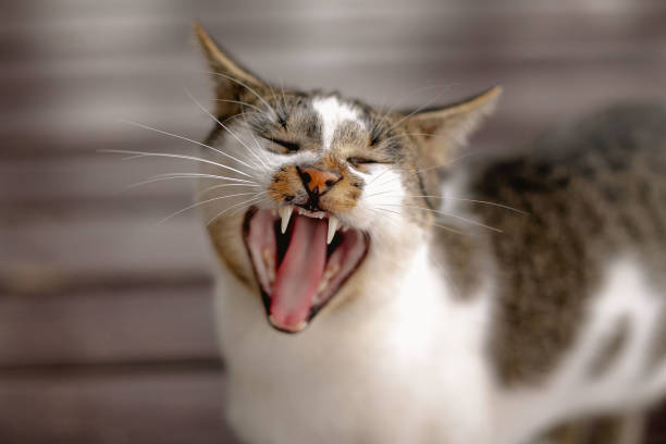 istock Cat with open mouth, showing all teeth and mustache strands very visible 1390955118
