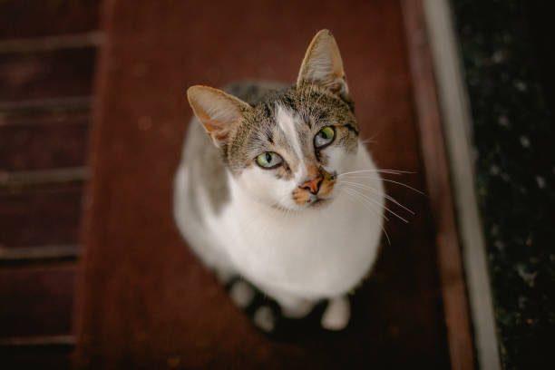 istock Cat with very visible mustache strands and bright eyes 1390955120