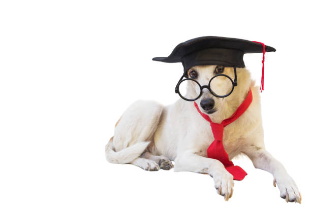 모자 안경과 졸업 졸업장을 가진 몽그렐 개 - dog graduation hat school 뉴스 사진 이미지