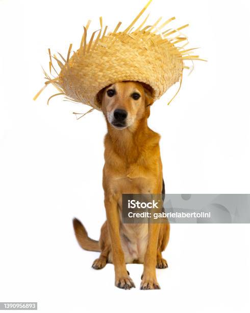 Collie Dog With Straw Hat To Celebrate The Junina Holidays Stock