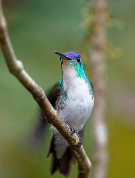 istock Andean Emerald Hummingbird male 1390956936