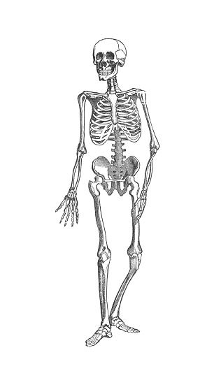 A vintage antique engraving illustration, of a mans skeleton, from the book Animal Kingdom With It's Wonders and Curiosities, published 1880..