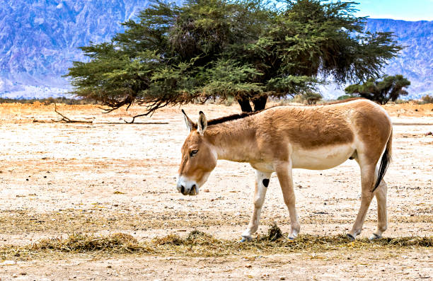 istock Onager is semi-domesticated donkey 1390960710