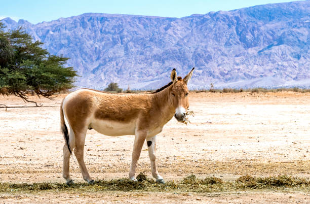 istock Onager is semi-domesticated donkey 1390960788