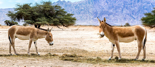 Onager is semi-domesticated donkey