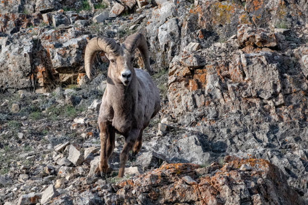 istock Big Horn ram (sheep) running toward camera on steep cliff 1390960867