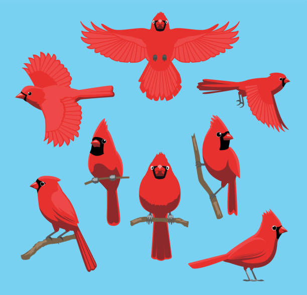 птица сидит летящий красный кардинал симпатичный мультяшный вектор - cardinal stock illustrations