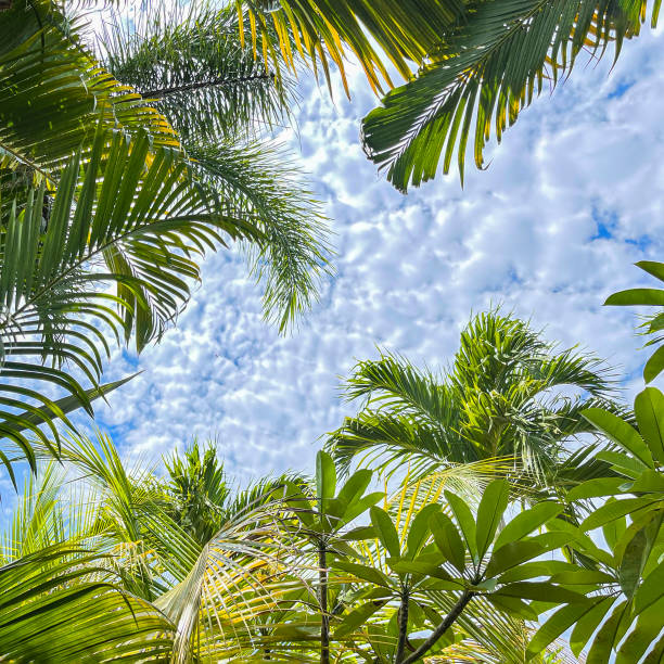 istock Tropica pattern. Palm trees against blue sky, Palm trees on tropical coast, coconut tree, summer tree. Tropical background. Bright green palm leaves against background of blue sky and clouds. Banner. 1390961925