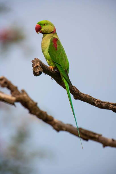 Alexandrine Parakeet perched in a tree in the Kaziranga National Park, India stock photo