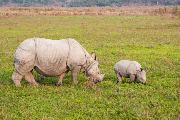 Greater One Horned Rhino Calf Stock Photos, Pictures & Royalty-Free Images  - iStock