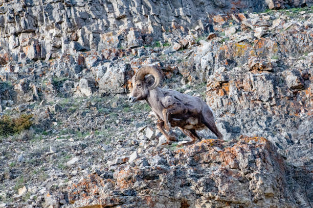 big horn ram (oveja) corriendo rápido y haciendo un giro dramático hacia un retador durante la temporada de berrea. - control looking at camera animal direction fotografías e imágenes de stock