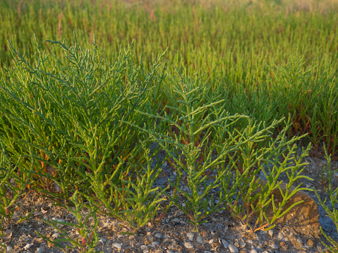 Salicornia plants at the seashore. Salicornia edible plants growing in salt marshes, beaches, and mangroves, named also glasswort, marsh samphire, samphire greens or sea asparagus.